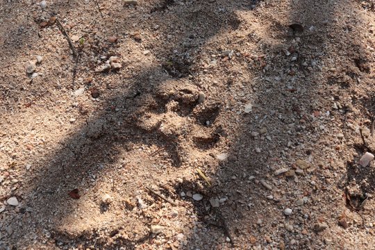 Animal footprint in the sand. Wildlife conservation concept image. 