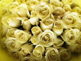close up of white rose for background