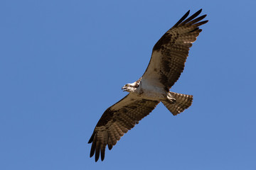 Osprey in flight