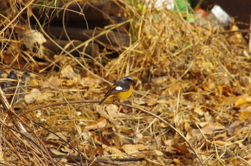 bird on branch