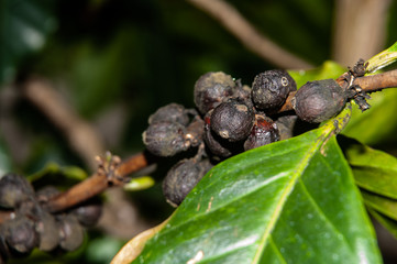black ripe berries at twig of a coffee tree