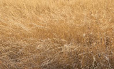Close up of dry grass in soft golden warm sunlight image for background use with copy space