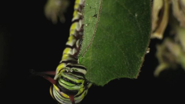 Queen butterfly caterpillar feeding on leaves 1335 4