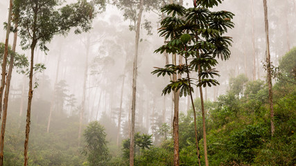 Trees in the rainforest under misty weather