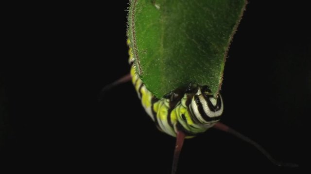 Queen butterfly caterpillar feeding on leaves 1335 3