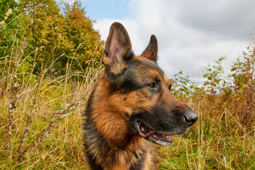 Dog German Shepherd outdoors in an autumn