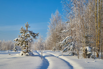 White road in a winter forest with snow covered trees in a sunny day