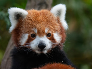 Endangered Red Panda in Captivity