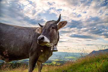 Kuh - Allgäu - Rind - Braunvieh - Sommer - Hörner