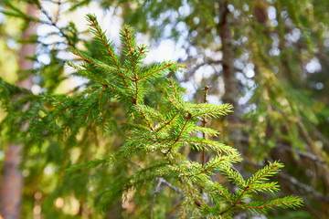 Green spruce tree branch and blurred forest in the background