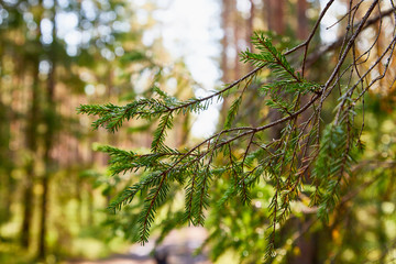 Green spruce tree branch and blurred forest in the background