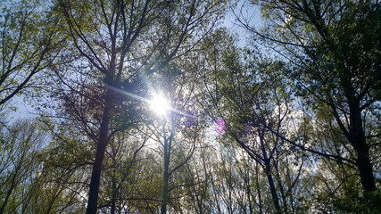 Obraz premium forest, the sun shines between the trees, this landscape calms the soul, filmed in Armenia
