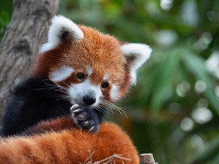 Endangered Red Panda in Captivity