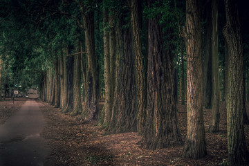 Obraz premium Camino al costado del bosque