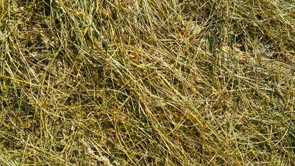 the trampled grass is yellow-green, Golden and brown texture, in the forest underfoot bent straw