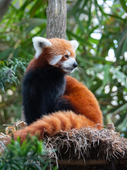 Endangered Red Panda in Captivity