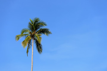 Beautiful palm tree against the blue sky on a clear day. Tropical background