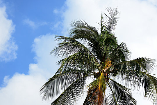 Palm tree against the blue sky on a cloudy day. Tropical background