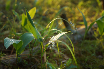 Lily of the valley blossoming flower in the grass at sunrise