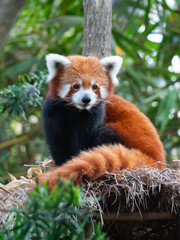 Endangered Red Panda in Captivity