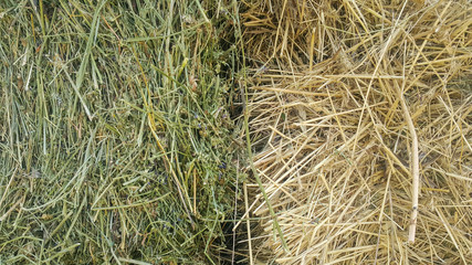 straw tuk, hay grass in two parts, fresh green and dry old yellow, agricultural texture