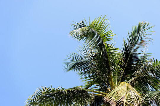 Leaves of palm tree against the blue sky on a cloudy day. Tropical background
