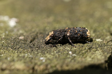 A stunning Scarce Fungus Weevil, Platyrhinus resinosus, perching on a log in woodland.