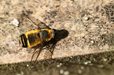 A beautiful Bee-fly, Villa Cingulata, perching on a fence post at the edge of woodland. 