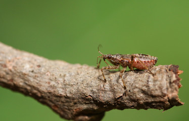 A pretty Western Conifer Seed Bug, Leptoglossus occidentalis, Coreidae, walking along on a twig in a forest.