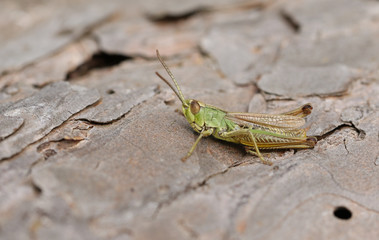 A beautiful Grasshopper perching on a log in a meadow at the edge of woodland.