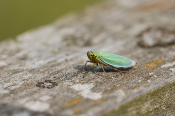 A cute small Green Leaf-hopper, Cicadella viridis, perching on a wooden fence in a meadow.