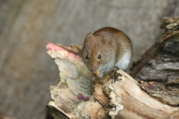 A cute wild Bank Vole, Myodes glareolus foraging for food in a log pile in woodland in the UK.