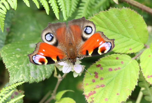 A stunning Peacock Butterfly, Aglais io, nectaring on a blackberry flower in a meadow. 