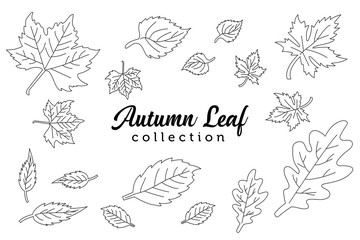 Fototapeta na wymiar Hand drawn illustration autumn leaves collection