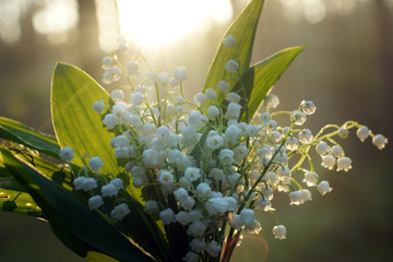 Delicate bouquet of lilies of the valley on a background of forest at sunrise