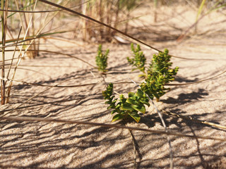 Windy Baltic Sea. Sunny summer day. Baltic Sea coast.