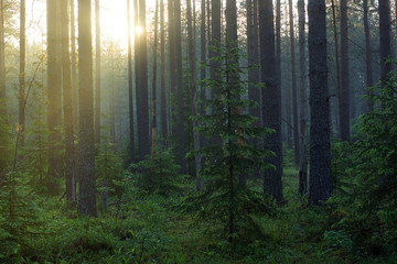 A ray of sunshine makes its way through the trees in a pine foggy forest.