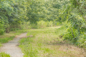 自然　日本川辺