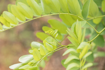 自然　日本川辺