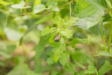 自然　日本川辺