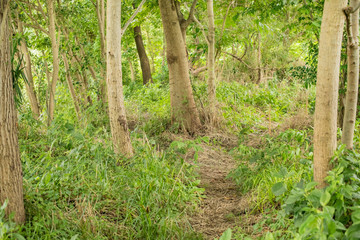 自然　日本川辺