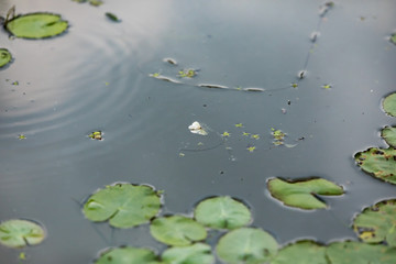 自然　日本川辺