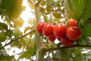 Cherry Tomato in a Greenhouse.