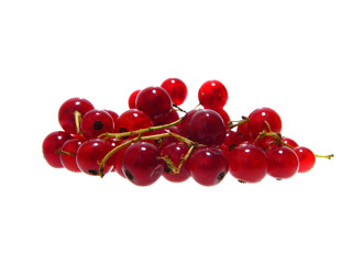 viburnum isolated on white background