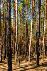 Rows of the pine trees in a forest