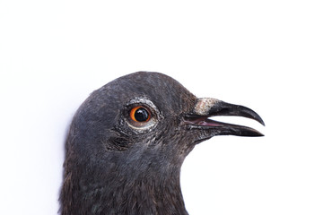 Head of a dove isolated on white background, Blue-gray fur and brown eyes of pigeon