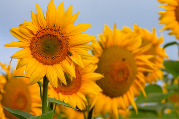 Obraz premium many field beautiful blooming sunflowers close