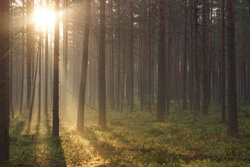 Landscape of the morning forest flooded with sunlight passing through tall pines