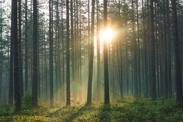 The rays of the morning warm sun pass through the pine forest in the early summer morning