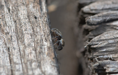 Spider in the garden 